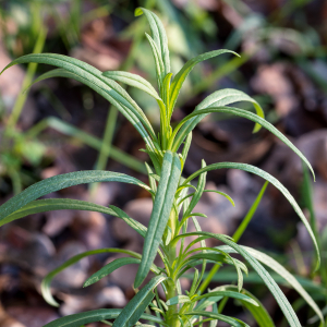 Photographie n°2549503 du taxon Senecio L. [1753]