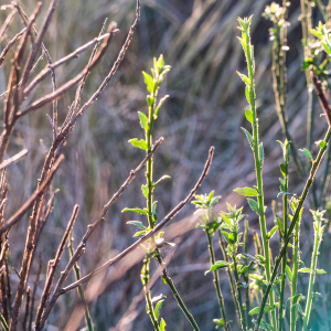 Photographie n°2549508 du taxon Cytisus Desf.