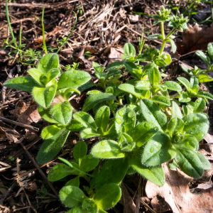 Photographie n°2549513 du taxon Cerastium glomeratum Thuill.