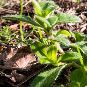 Photographie n°2549515 du taxon Cerastium glomeratum Thuill.