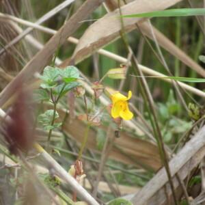 Photographie n°2549519 du taxon Erythranthe guttata (Fisch. ex DC.) G.L.Nesom