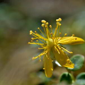 Photographie n°2549526 du taxon Hypericum nummularium L. [1753]