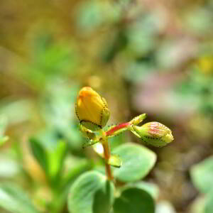 Photographie n°2549527 du taxon Hypericum nummularium L. [1753]