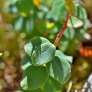 Photographie n°2549535 du taxon Hypericum nummularium L. [1753]