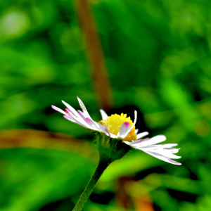 Photographie n°2549543 du taxon Bellis perennis L. [1753]