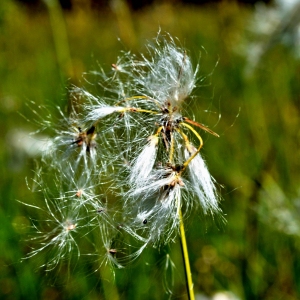 Photographie n°2549563 du taxon Eriophorum angustifolium Honck. [1782]