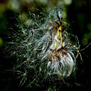 Photographie n°2549567 du taxon Eriophorum angustifolium Honck. [1782]