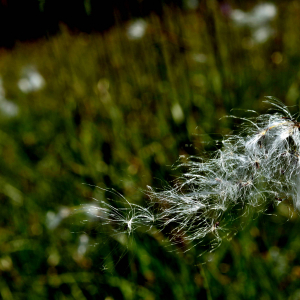 Photographie n°2549569 du taxon Eriophorum angustifolium Honck. [1782]