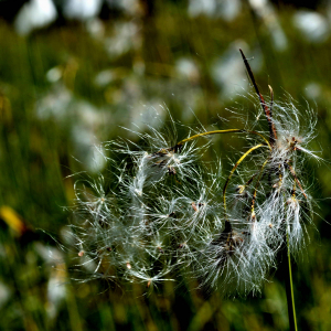 Photographie n°2549571 du taxon Eriophorum angustifolium Honck. [1782]