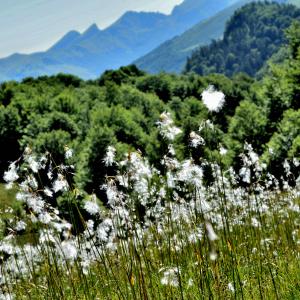 Photographie n°2549574 du taxon Eriophorum angustifolium Honck. [1782]