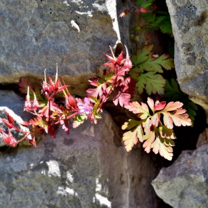 Photographie n°2549592 du taxon Geranium purpureum Vill. [1786]