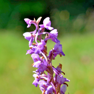 Photographie n°2549594 du taxon Gymnadenia conopsea (L.) R.Br. [1813]