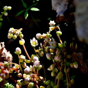 Photographie n°2549614 du taxon Sedum dasyphyllum L. [1753]