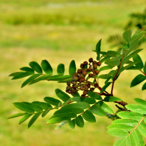 Photographie n°2549617 du taxon Sorbus aucuparia L. [1753]