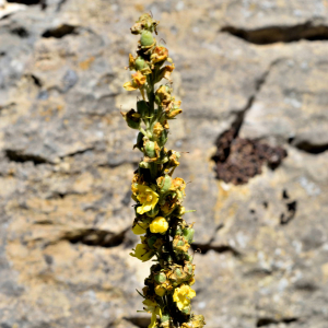 Photographie n°2549651 du taxon Verbascum thapsus L. [1753]