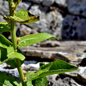 Photographie n°2549652 du taxon Verbascum thapsus L. [1753]