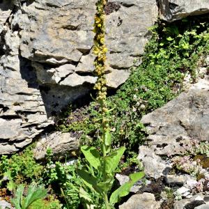 Photographie n°2549655 du taxon Verbascum thapsus L. [1753]