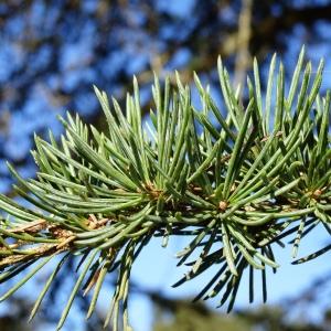 Photographie n°2549667 du taxon Cedrus atlantica (Manetti ex Endl.) Carrière [1855]