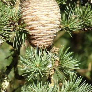 Photographie n°2549668 du taxon Cedrus atlantica (Manetti ex Endl.) Carrière [1855]