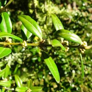 Photographie n°2549684 du taxon Buxus sempervirens L.