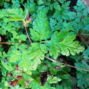 Photographie n°2549713 du taxon Geranium robertianum L.