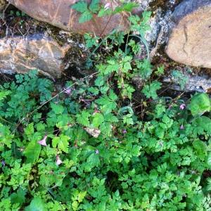 Photographie n°2549714 du taxon Geranium robertianum L.