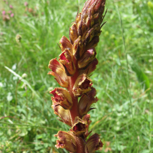 Photographie n°2549754 du taxon Orobanche gracilis Sm. [1798]