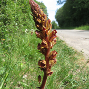 Photographie n°2549755 du taxon Orobanche gracilis Sm. [1798]