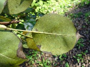 Alain Bigou, le 24 octobre 2021 (Bonnemazon (Escaladieu))