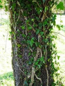 Alain Bigou, le 24 octobre 2021 (Bonnemazon (Escaladieu))