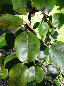 Alain Bigou, le 24 octobre 2021 (Bonnemazon (Escaladieu))