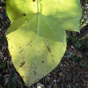 Photographie n°2549820 du taxon Catalpa bignonioides Walter [1788]