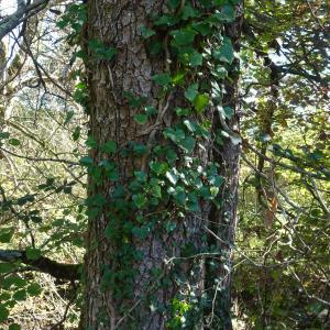 Photographie n°2549821 du taxon Catalpa bignonioides Walter [1788]