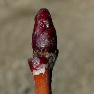 Photographie n°2549878 du taxon Sorbus domestica L. [1753]