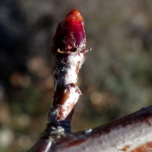 Photographie n°2549879 du taxon Sorbus domestica L. [1753]