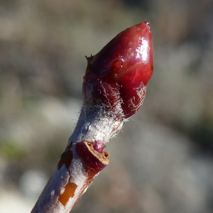 Photographie n°2549880 du taxon Sorbus domestica L. [1753]