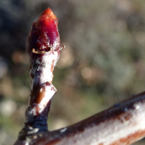 Photographie n°2549881 du taxon Sorbus domestica L. [1753]