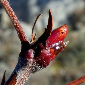 Photographie n°2549882 du taxon Sorbus domestica L. [1753]