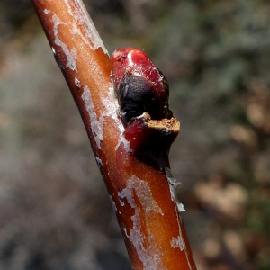 Photographie n°2549883 du taxon Sorbus domestica L. [1753]