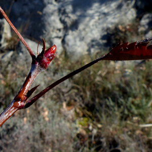 Photographie n°2549885 du taxon Sorbus domestica L. [1753]