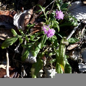 Photographie n°2549886 du taxon Scabiosa triandra L. [1753]