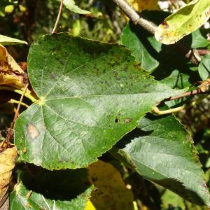 Photographie n°2549894 du taxon Tilia cordata Mill. [1768]