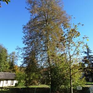 Photographie n°2549897 du taxon Tilia cordata Mill. [1768]