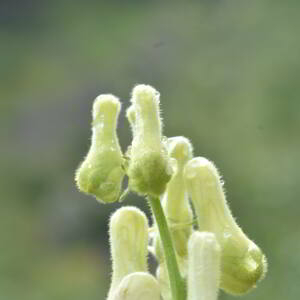 Photographie n°2549898 du taxon Aconitum lycoctonum L. [1753]