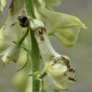 Photographie n°2549910 du taxon Aconitum lycoctonum L. [1753]