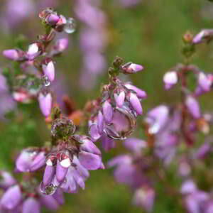 Photographie n°2549942 du taxon Calluna vulgaris (L.) Hull [1808]