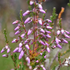 Photographie n°2549944 du taxon Calluna vulgaris (L.) Hull [1808]