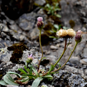 Photographie n°2549975 du taxon Erigeron alpinus L. [1753]