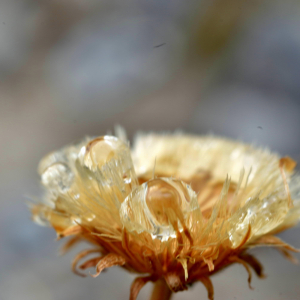 Photographie n°2549978 du taxon Erigeron alpinus L. [1753]