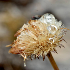 Photographie n°2549980 du taxon Erigeron alpinus L. [1753]